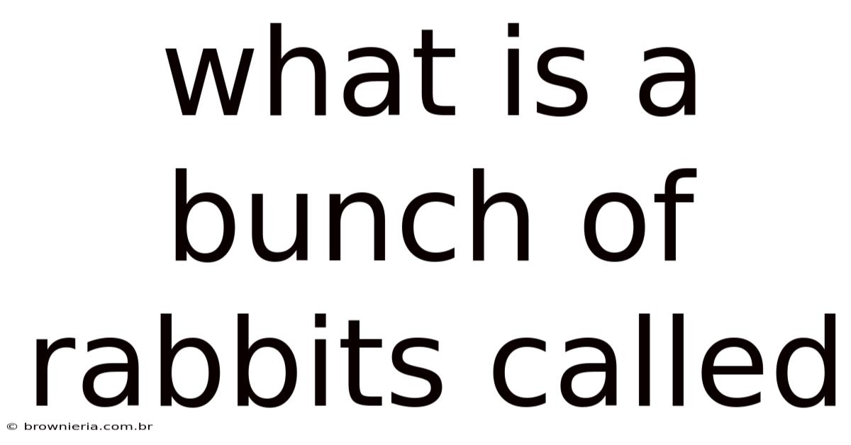 What Is A Bunch Of Rabbits Called